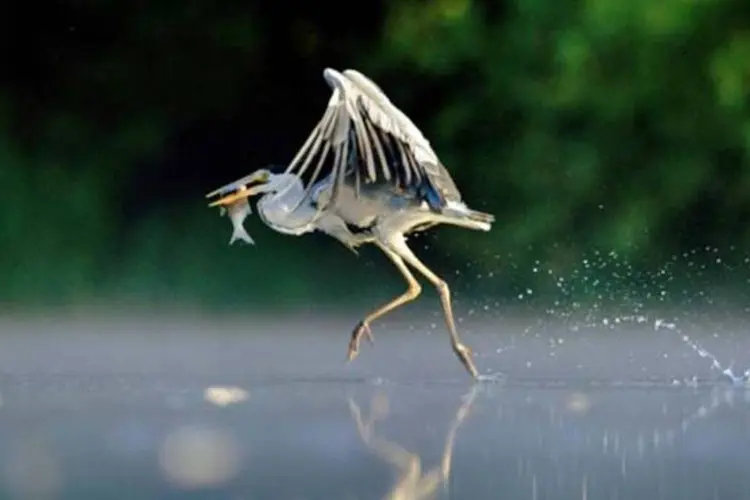 Grey Heron Walking on Water, de Andrew Parkinson (Andrew Parkinson/ BWP)
