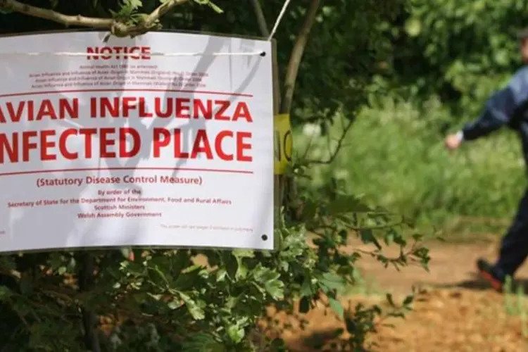 A gripe aviária já matou mais de 200 pessoas desde 2003 (Matt Cardy/Getty Images)