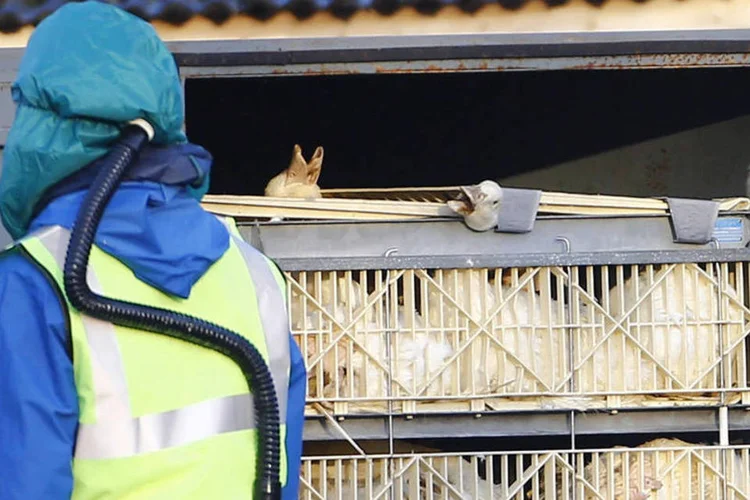 Agentes de saúde sacrificam aves em criadores identificados com gripe aviária para evitar contaminação (Darren Staples/Reuters/Reuters)
