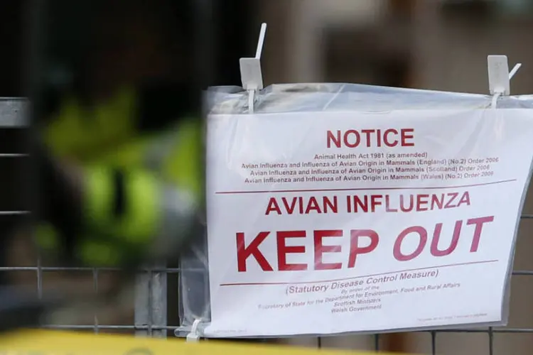 Gripe aviária: o vírus H5N1 é difícil de contrair, mas continua sendo uma ameaça (Phil Noble/Reuters)