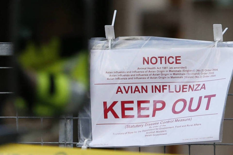 Egito registra 2ª morte por gripe aviária no ano