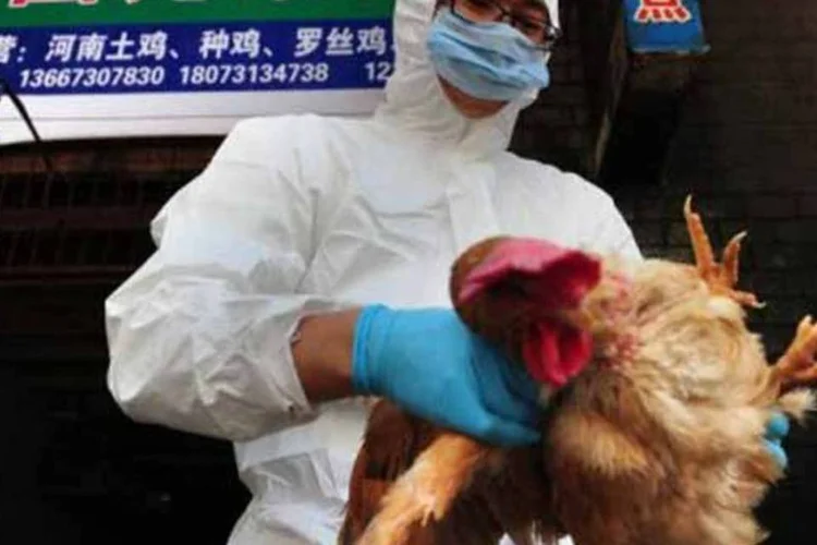 
	Gripe avi&aacute;ria: a paciente morreu no dia 30 de dezembro ap&oacute;s ter contra&iacute;do o v&iacute;rus por contato com aves, possivelmente em um mercado ou em uma fazenda
 (AFP)