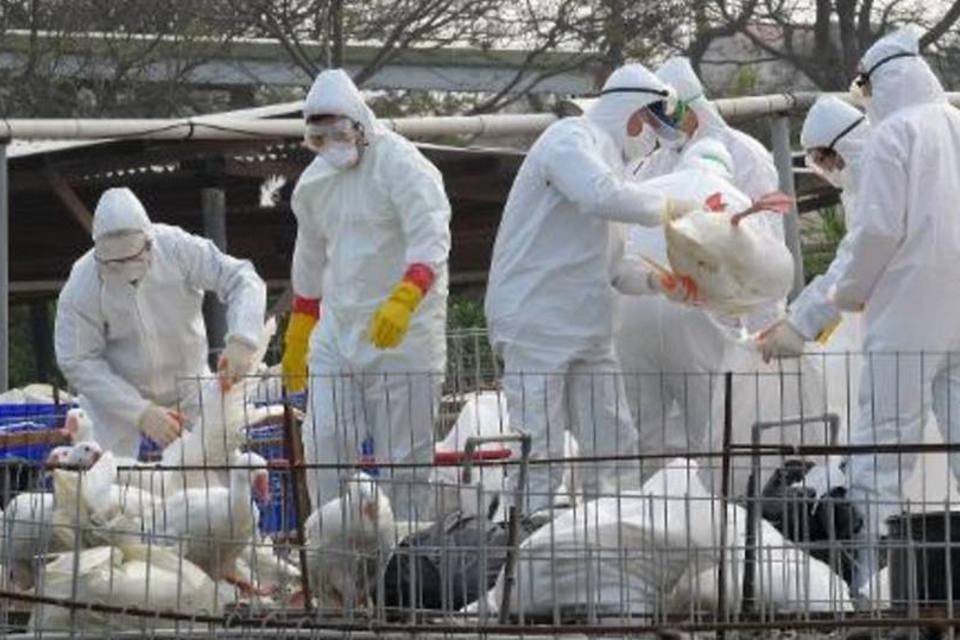 Gripe aviária é detectada em criadouro de perus no Canadá