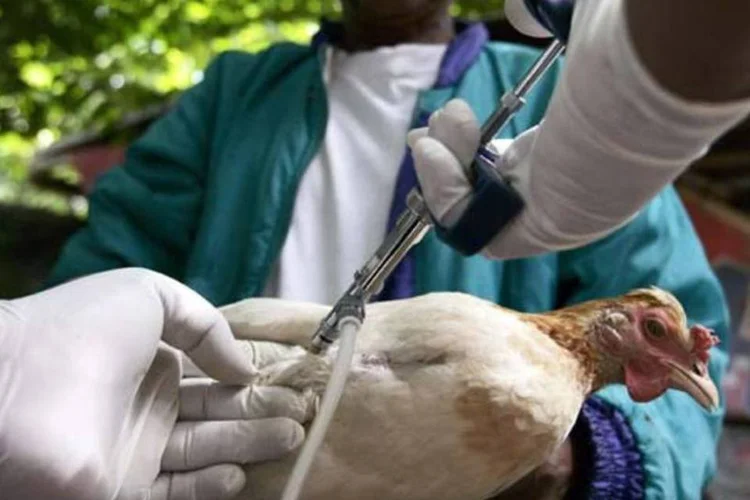 Frango na Indonésia recebe medicamento para prevenir gripe aviária (Dimas Ardian/Getty Images/Getty Images)
