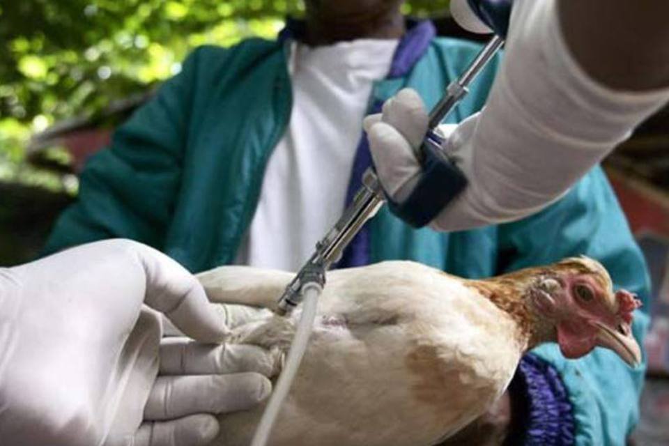 Indonésia anuncia 10ª morte por gripe aviária em 2012