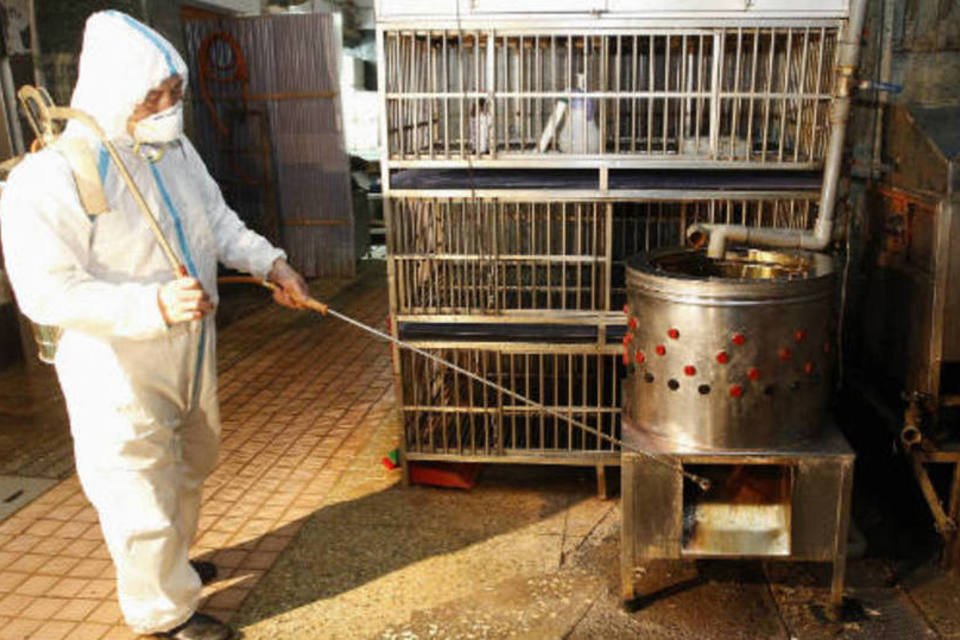 Surto da gripe aviária causa perdas de mais de US$ 6,5 bi