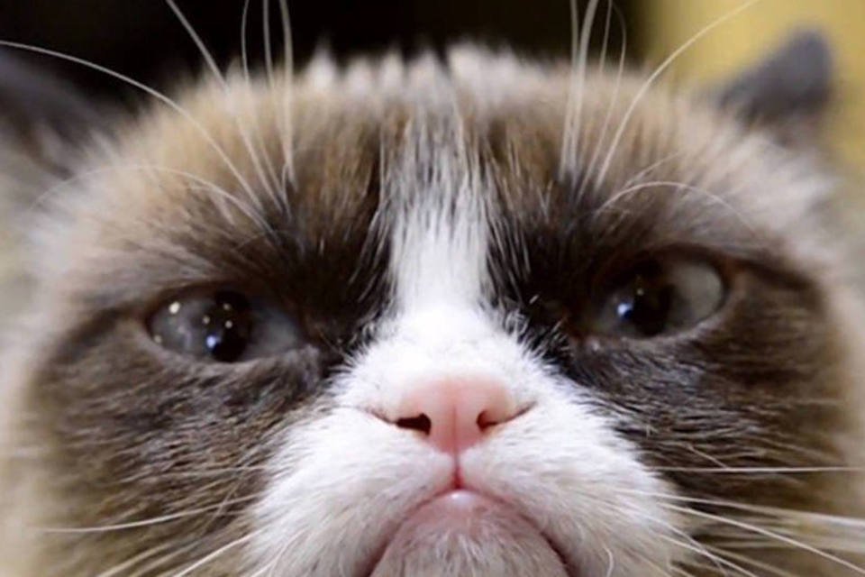 Não, a 'Grumpy Cat' não faturou 100 milhões de dólares