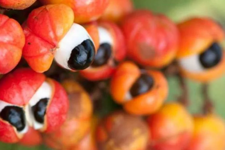
	Guaran&aacute;: cientistas brasileiros descobriram uma alternativa nacional ainda mais potente na preven&ccedil;&atilde;o do c&acirc;ncer, do envelhecimento precoce e de doen&ccedil;as do cora&ccedil;&atilde;o.
 (Brasil2/i Stock)