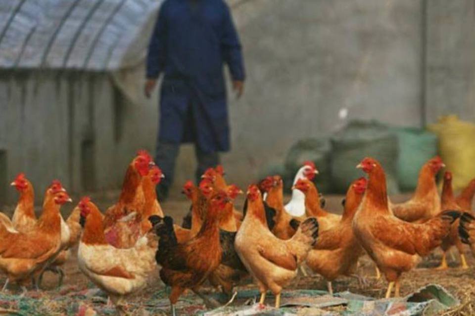 O Financial Times também se questiona se "a galinha vai voltar a voar" neste ano ou se, pelo menos, ela pode manter um ritmo de crescimento "como um falcão" na economia (Getty Images)