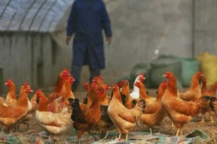 Gripe aviária pode infectar humanos? O que se sabe sobre a nova doença