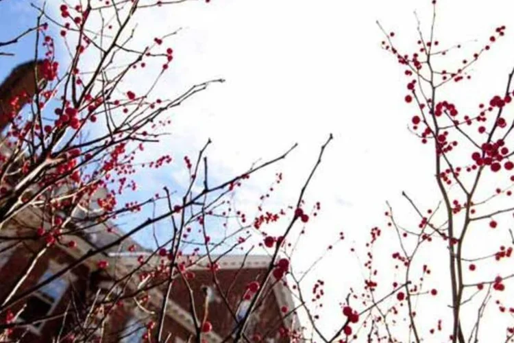 Cursos em Harvard custam a partir de US$ 6,5 mil
