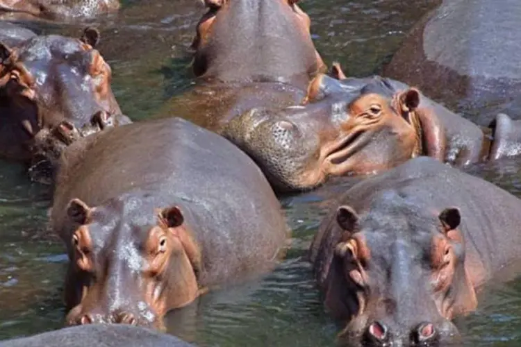 Hipopótamos em um rio: exames confirmaram que os animais mortos tinham antraz (Paul Maritz via Wikimedia Commons)