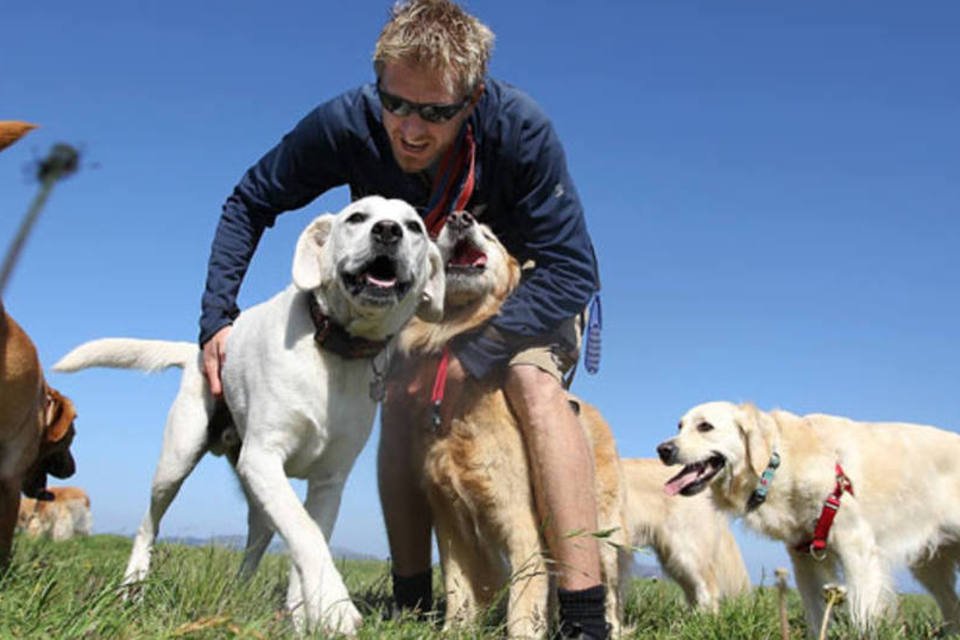 Cães são capazes de compreender os humanos, diz estudo