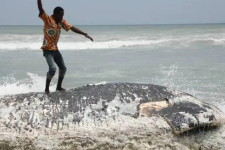Homem sobe em baleia morta: vinte baleias mortas foram encontradas na costa ganesa nos últimos quatro anos, oito delas desde setembro (AFP)