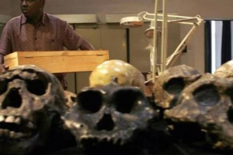 Crânios de 'Homo erectus': Homo habilis e também uma terceira espécie que foi recém-descoberta habitaram a África (Simon Maina/AFP)