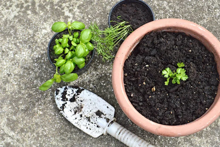 Horta em casa (Thinkstock)