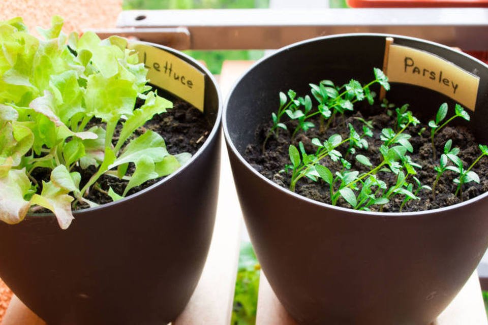 Os erros mais comuns na hora de cultivar sua horta