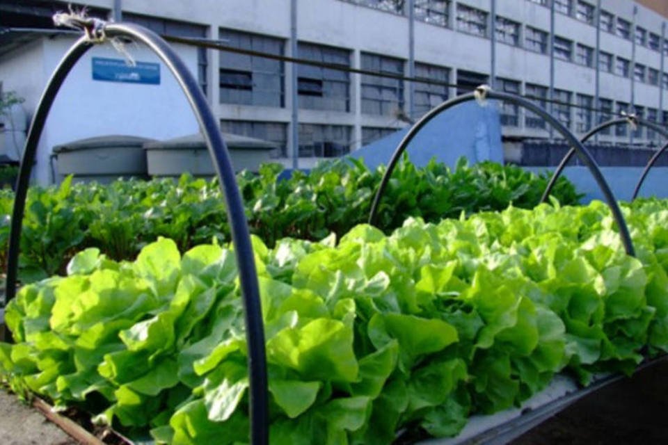Projeto traz solução para plantio de hortas em centros urbanos
