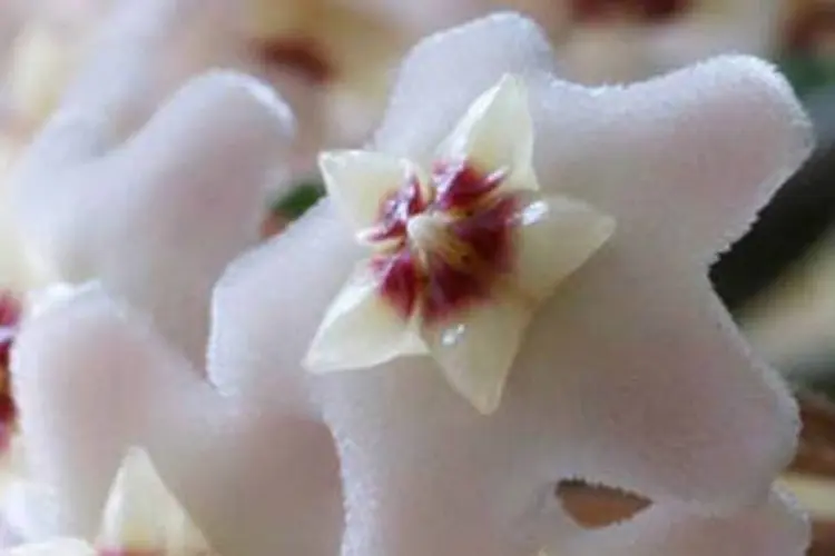 Hoya carnosa: a flor-de-cera é uma das plantas ornamenitas que absorvem poluentes típicos de locais fechados (.)