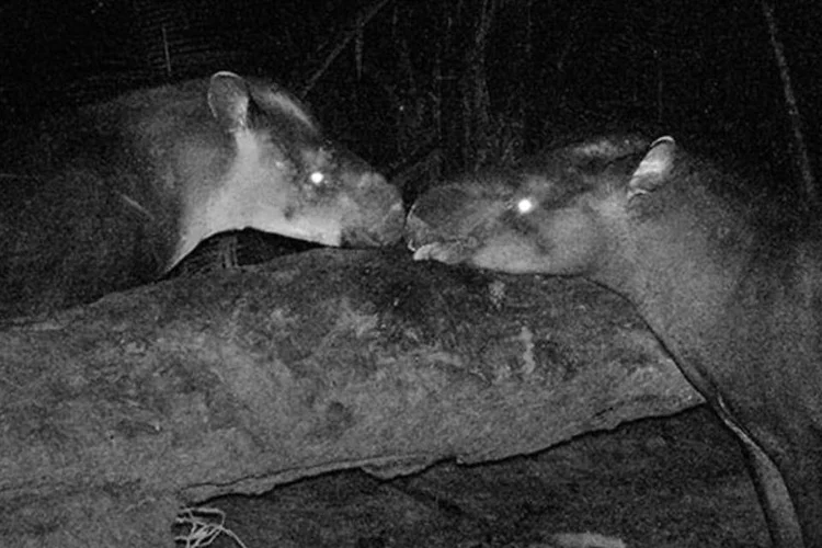 
	Antas Tapirus kabomani s&atilde;o fotografas em estudo: esp&eacute;cie tem, em m&eacute;dia, cerca de 110 quilos, ante 320 kg da parente mais famosa
 (Divulgação)