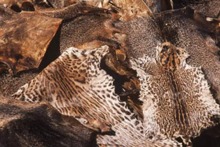 Peles de animais silvestres apreendidas pelo Ibama, antes de serem queimadas (.)