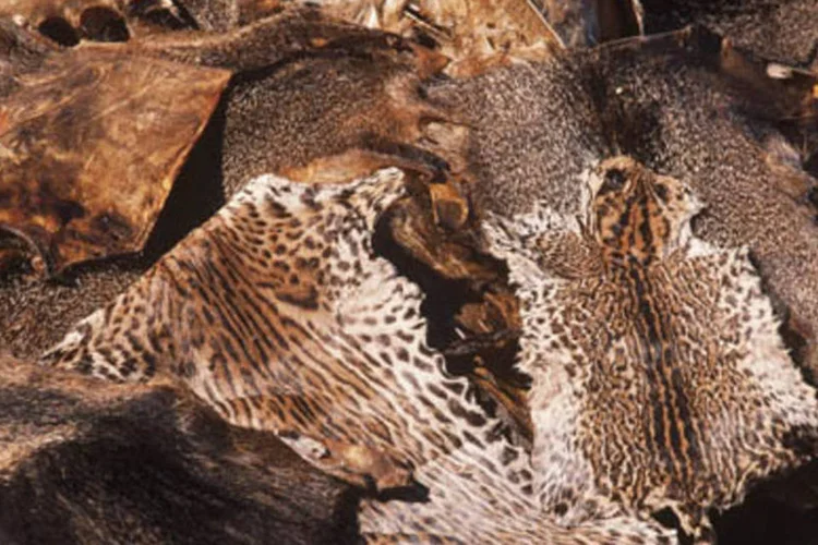 Peles de animais silvestres apreendidas pelo Ibama, antes de serem queimadas (.)