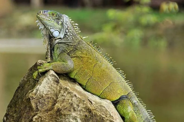 A reprodução sem controle da iguana verde virou um problema em Porto Rico (Cayambe via Wikimedia Commons)
