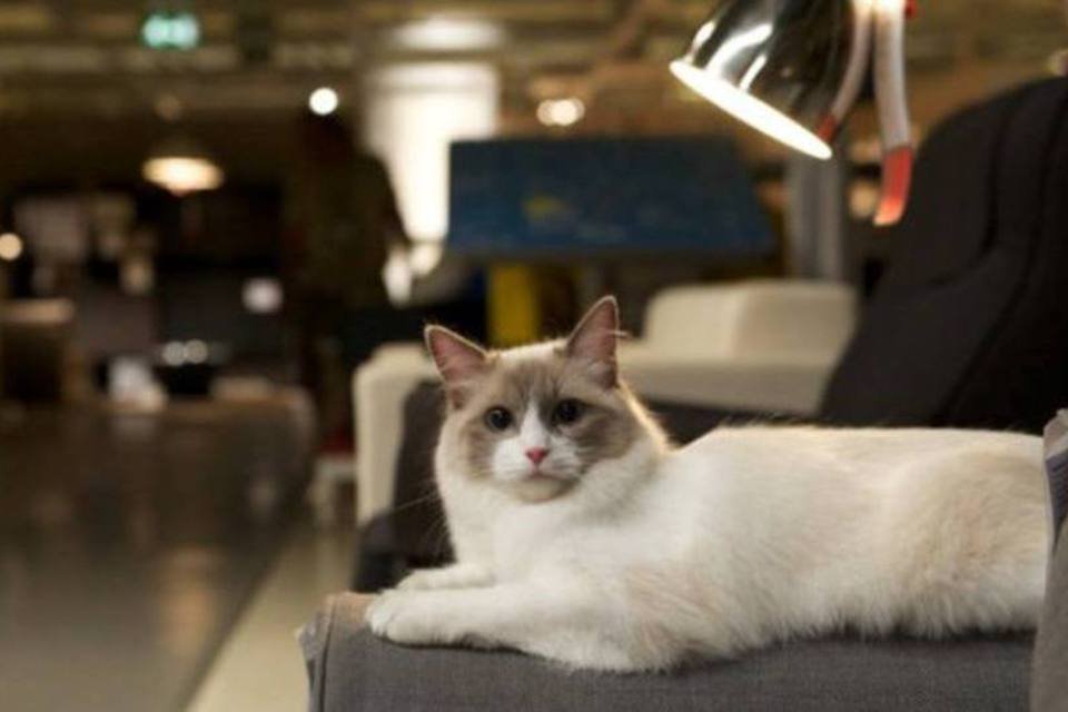 Ikea solta 100 gatos em loja na Inglaterra