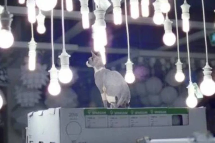 Comercial da Ikea: 100 gatos em busca de conforto