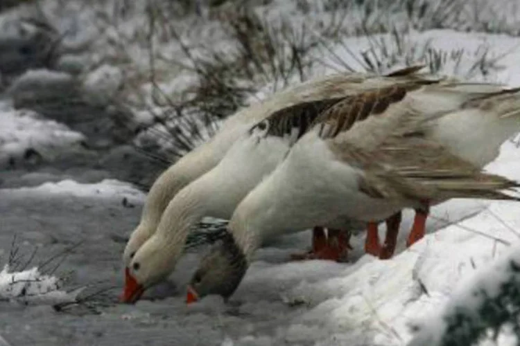 China tem sido atingida por surtos de gripe aviária nas últimas semanas, incluindo o vírus H7N9 que causou mortes humanas (AFP)