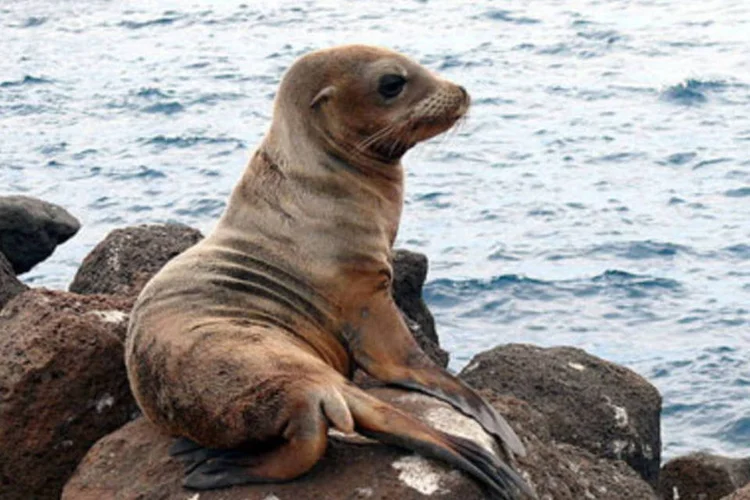  Galápagos estava na lista de patrimônio em perigo desde 2007 e, caso permanecesse, corria o risco de perder o título de patrimônio natural (.)