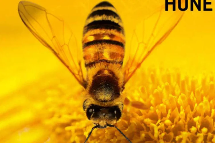 Reprodução do cartaz do filme documentário "More Than Honey", ou "Mais que  Mel": produção foi indicada como representante da Suíça para disputar vagas do Oscar (Reprodução)