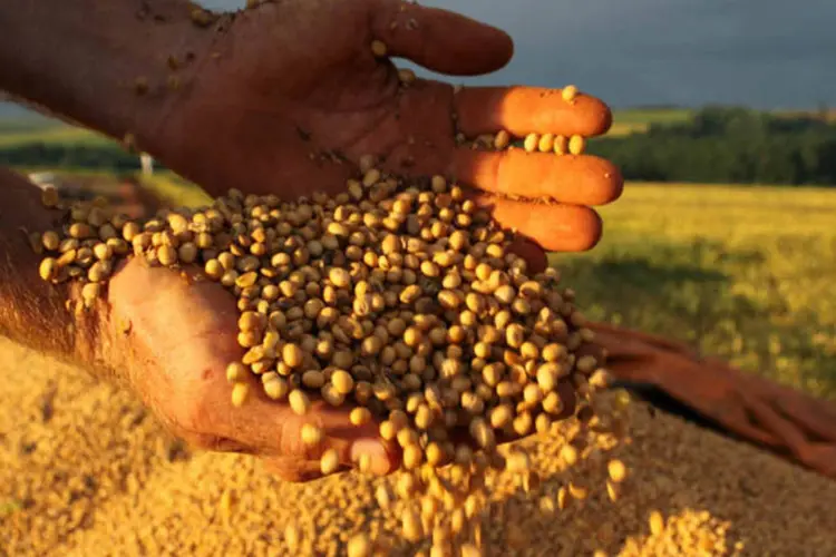 
	Gr&atilde;os de soja em uma fazenda do Paran&aacute;: aumento da produ&ccedil;&atilde;o neste ano ser&aacute; impulsionada principalmente pelo cultivo da oleaginosa
 (Divulgação via Fotos Públicas)