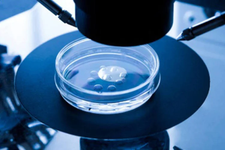 Fertilização in vitro: gado híbrido vem aumentando a presença em fazendas produtoras de leite de estados como Pará e Alagoas (Getty Images)