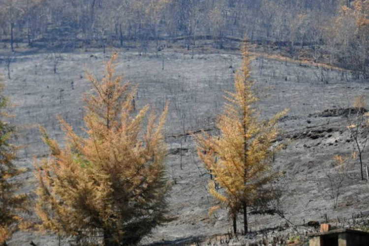 Região de mata atingida pelos incêndios que se alastram na Região Serrana do Rio de Janeiro (Fernando Frazão/ABr)