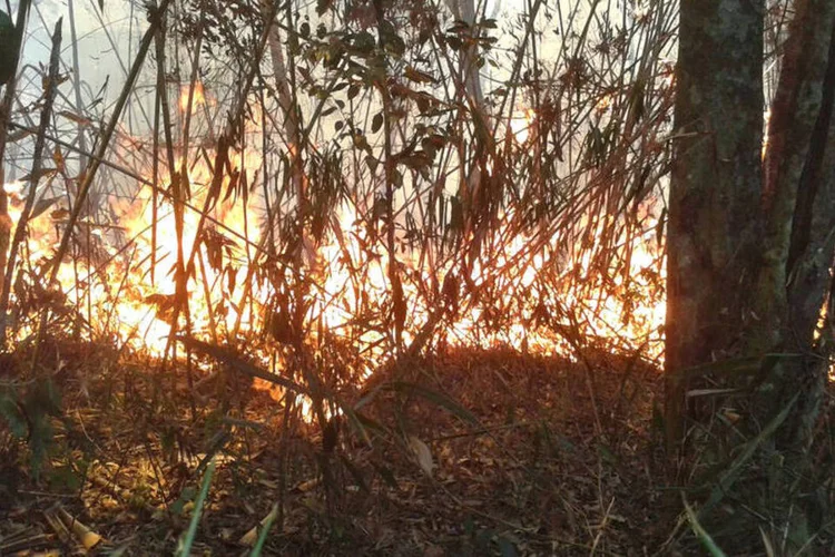 Incêndio atinge Parque Nacional em Petrópolis, no Rio de Janeiro (Parnaso/Divulgação via Fotos Públicas)