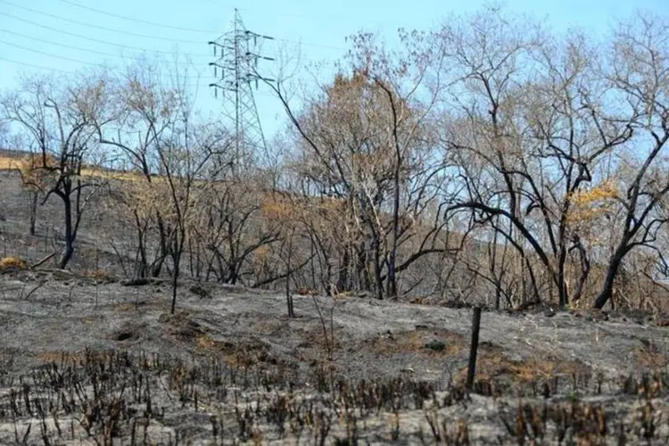 Mata atingida pelos incêndios florestais de grandes proporções que atingiram região serrana do RJ (Fernando Frazão/Agência Brasil)
