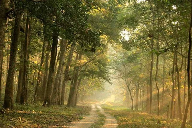 
	Floresta em Chilapata, &Iacute;ndia: o saldo da perda de floresta &eacute; sempre desastroso.
 (Kaustav Das Modak/ CC)