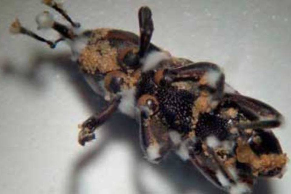 Cientistas desenvolvem geração de inseticidas biológicos