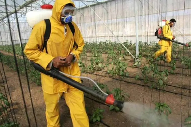 
	Inseticida: DDT foi introduzido para o controle de doen&ccedil;as transmitidas por insetos durante a Segunda Guerra Mundial
 (Abid Katib/Gatty Images)