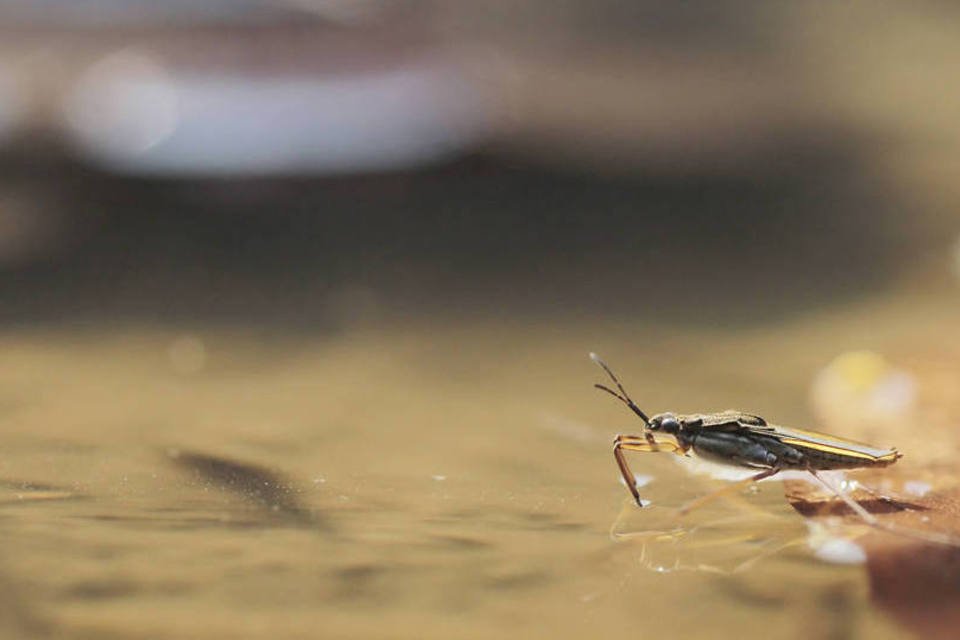 Pesquisadores criam robô-inseto que anda na água sem afundar