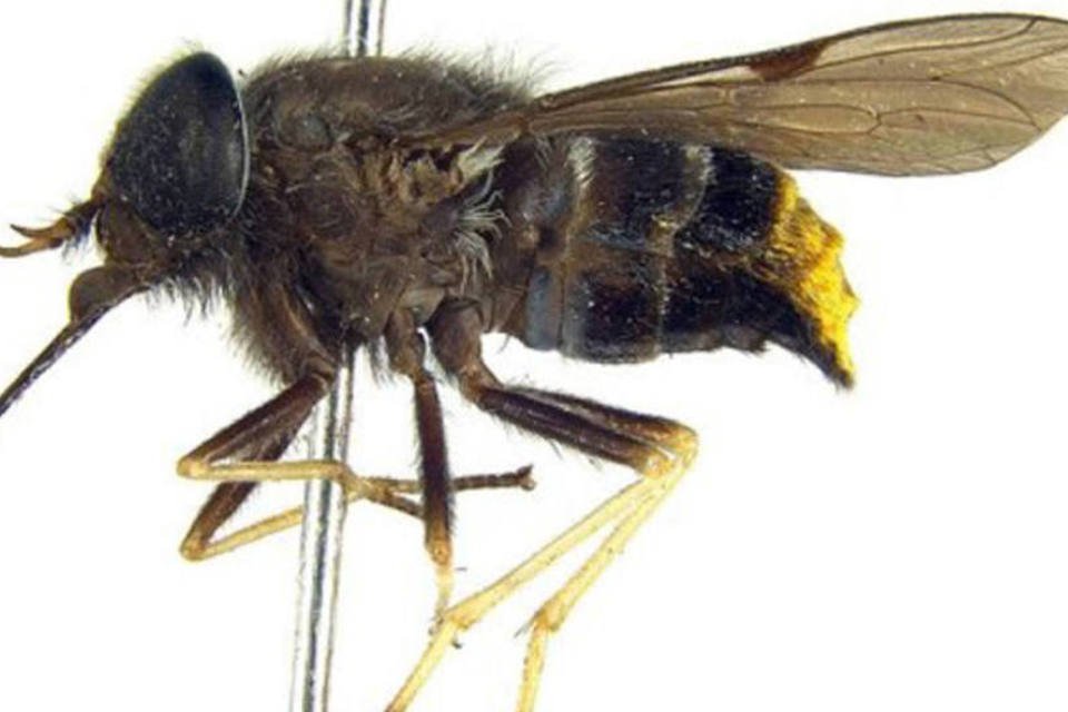 Entomologistas dão o nome de Beyoncé a um inseto raro