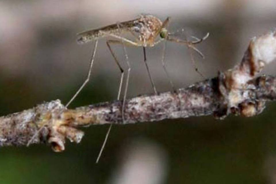 Cientistas desvendam mecanismo de repelente para mosquito