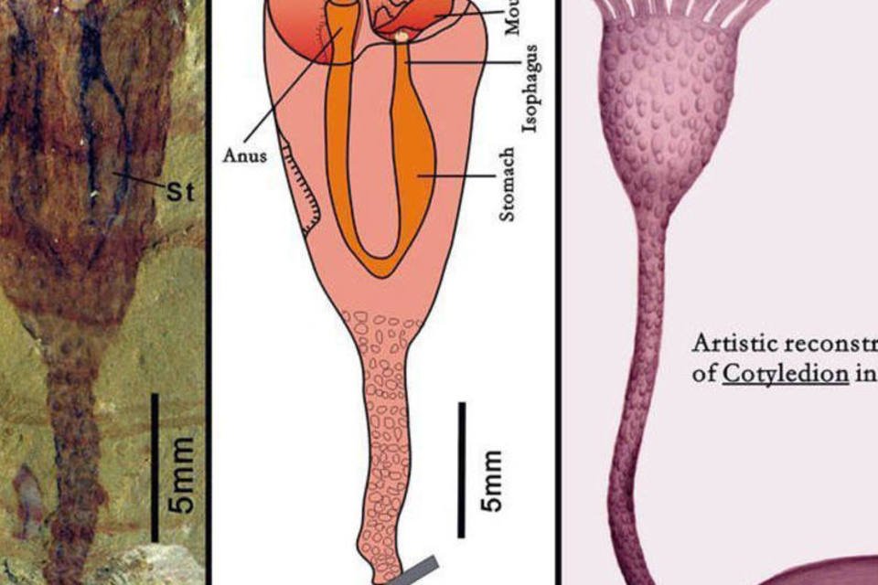 Animal muda árvore evolutiva de espécies marinhas