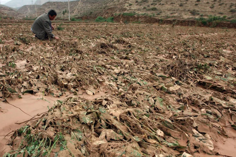 
	Perdas agr&iacute;colas: cerca de US$ 80 bilh&otilde;es anuais foram perdidos nos pa&iacute;ses analisados, como resultado da redu&ccedil;&atilde;o da produ&ccedil;&atilde;o
 (Getty Images)