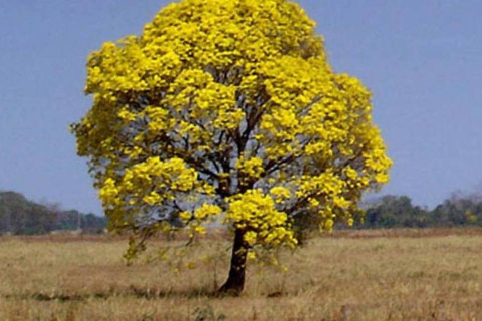 Reino Unido quer parceria com Brasil para preservação ambiental