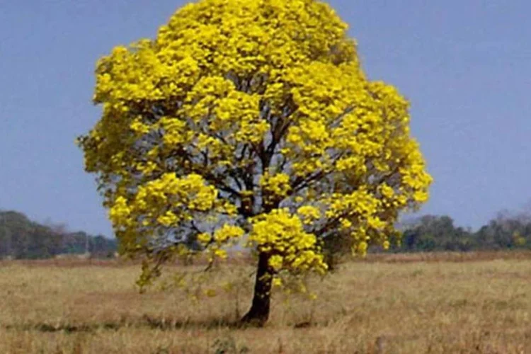 A ministra inglesa se disse preocupada com a destruição do Cerrado (Leonardo "Leguas" Carvalho/Wikimedia Commons)