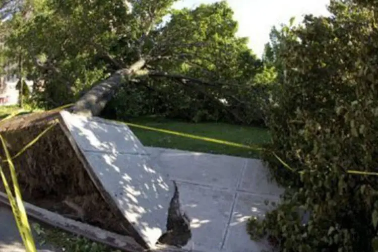Árvore derrubada por Irene em Nova York, onde o furacão foi responsável por pelo menos 18 mortes
 (Don Emmert/AFP)