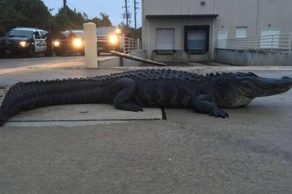 Jacaré com mais de 350 kg é encontrado em shopping dos EUA