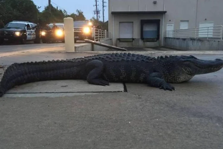 
	Segundo ca&ccedil;adora, o jacar&eacute; Godzilla &eacute; cego de um olho e enxerga apenas parcialmente com o outro
 (Reprodução/Facebook)